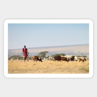 Maasai (or Masai) Herder with Cattle, Tanzania Sticker